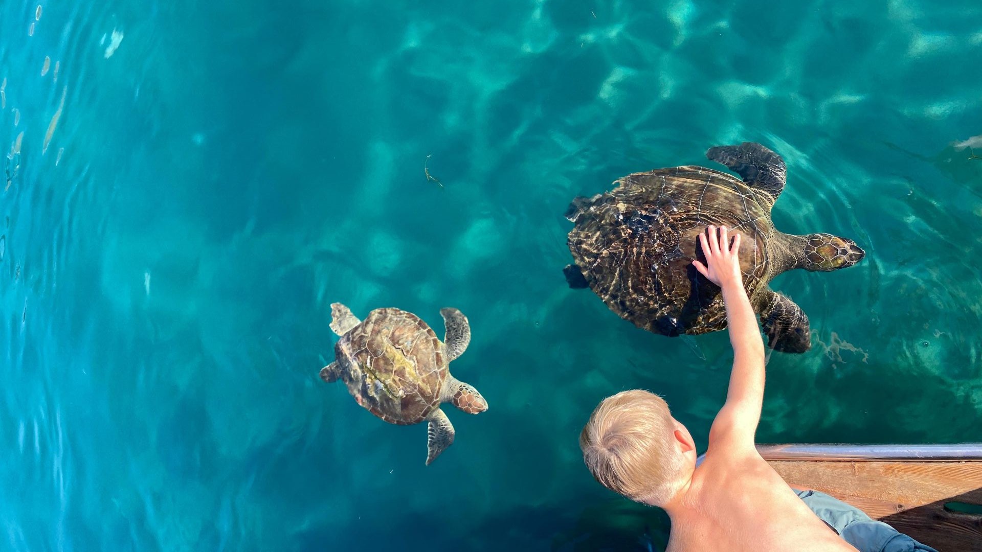 Caretta Turtles - YourTourKey Academy