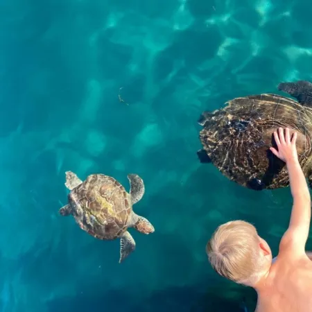 Caretta Turtles - Demre - Karemlik Bay